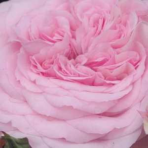 Онлайн магазин за рози - Носталгични рози - розов - Pоза Диабал - дискретен аромат - - - Много красива,благородна,светло розова с групирани цветя,подходяща за легло и граници.
